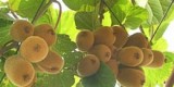 Эксперименты с киви